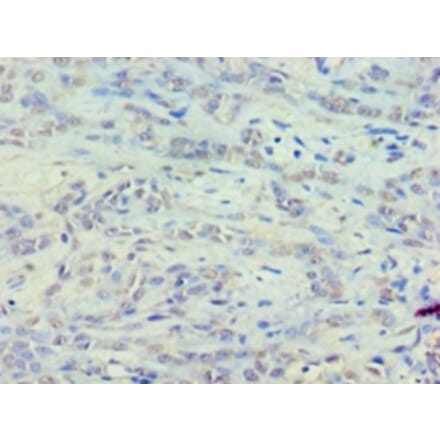 Immunohistochemistry - 42155 from Signalway Antibody - Antibodies.com