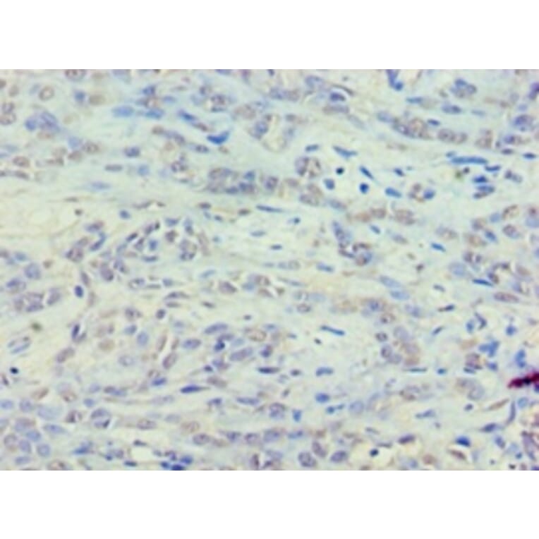 Immunohistochemistry - 42155 from Signalway Antibody - Antibodies.com
