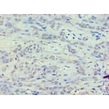 Immunohistochemistry - 42155 from Signalway Antibody - Antibodies.com