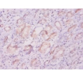 Immunohistochemistry - 42227 from Signalway Antibody - Antibodies.com