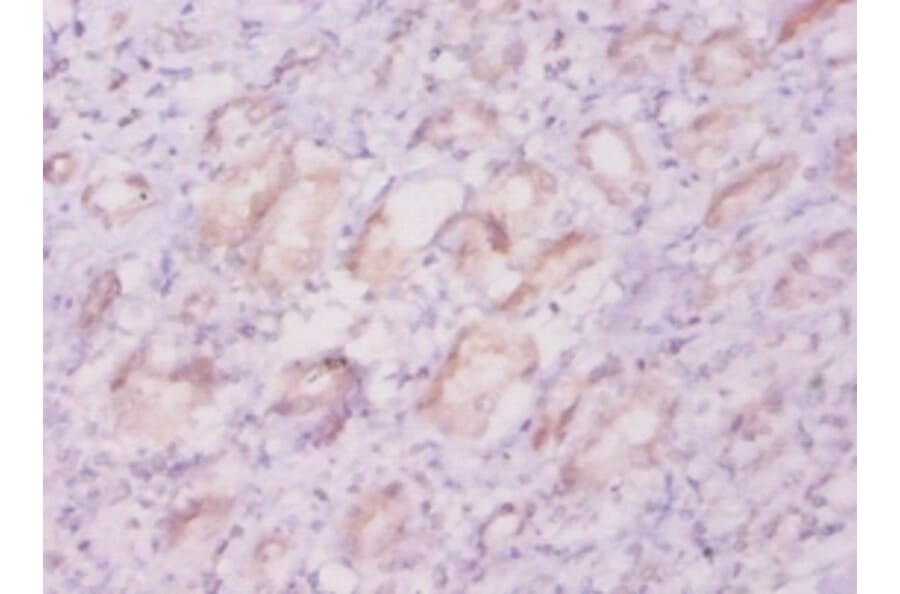Immunohistochemistry - 42227 from Signalway Antibody - Antibodies.com