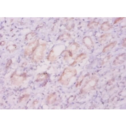 Immunohistochemistry - 42227 from Signalway Antibody - Antibodies.com