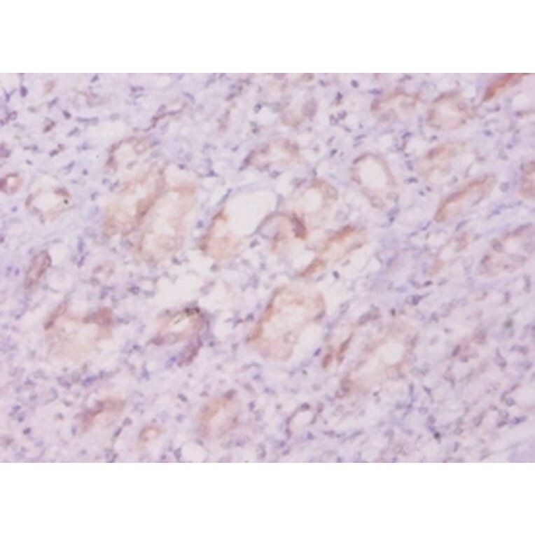 Immunohistochemistry - 42227 from Signalway Antibody - Antibodies.com