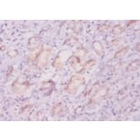 Immunohistochemistry - 42227 from Signalway Antibody - Antibodies.com