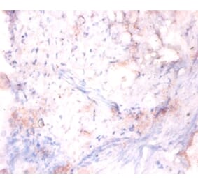 Immunohistochemistry - 42245 from Signalway Antibody - Antibodies.com
