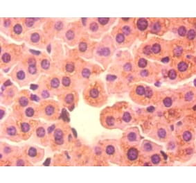 Immunohistochemistry - 42082 from Signalway Antibody - Antibodies.com