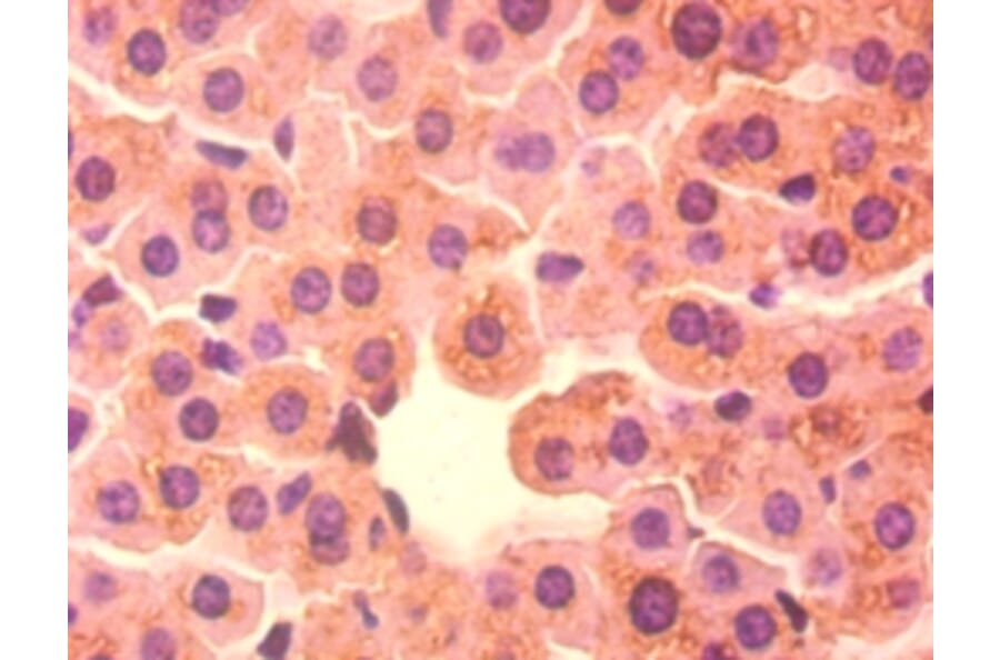 Immunohistochemistry - 42082 from Signalway Antibody - Antibodies.com