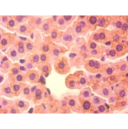 Immunohistochemistry - 42082 from Signalway Antibody - Antibodies.com