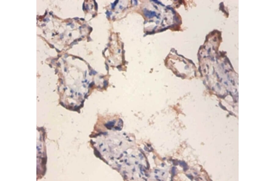 Immunohistochemistry - 42279 from Signalway Antibody - Antibodies.com
