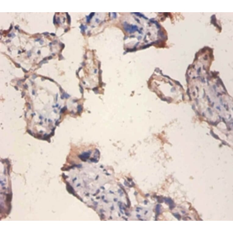 Immunohistochemistry - 42279 from Signalway Antibody - Antibodies.com