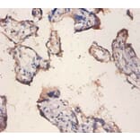 Immunohistochemistry - 42279 from Signalway Antibody - Antibodies.com