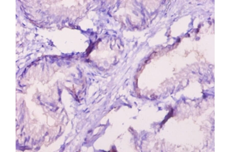 Immunohistochemistry - 42311 from Signalway Antibody - Antibodies.com