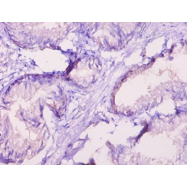 Immunohistochemistry - 42311 from Signalway Antibody - Antibodies.com