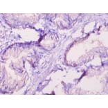 Immunohistochemistry - 42311 from Signalway Antibody - Antibodies.com