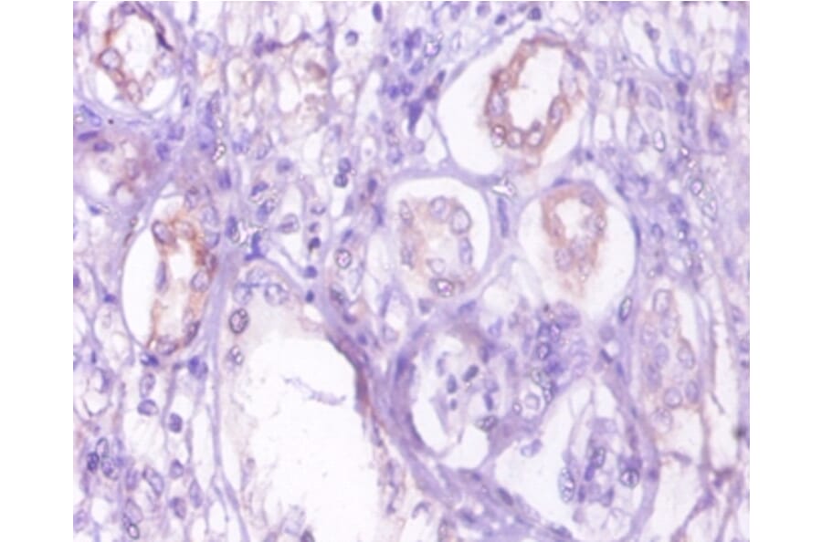 Immunohistochemistry - 42288 from Signalway Antibody - Antibodies.com