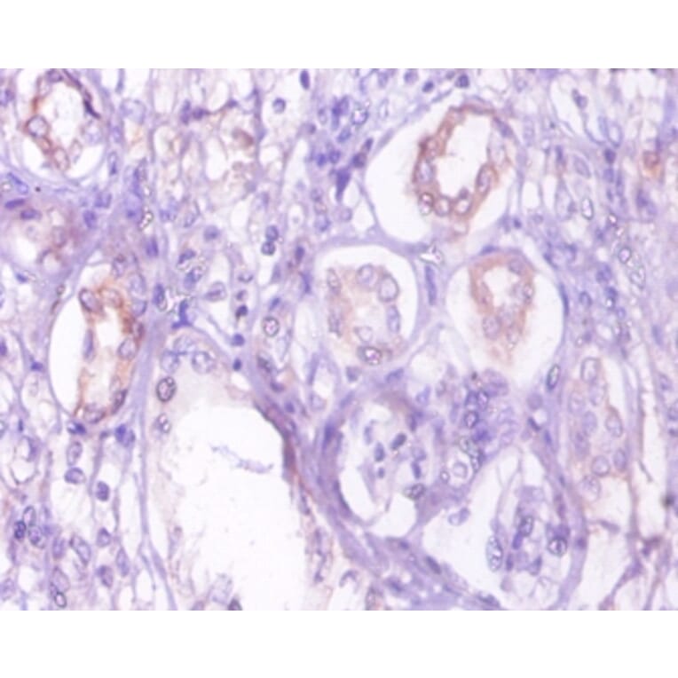 Immunohistochemistry - 42288 from Signalway Antibody - Antibodies.com