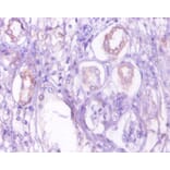 Immunohistochemistry - 42288 from Signalway Antibody - Antibodies.com