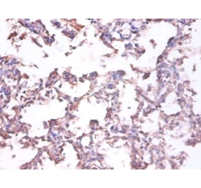Immunohistochemistry - 42488 from Signalway Antibody - Antibodies.com