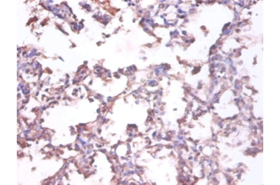 Immunohistochemistry - 42488 from Signalway Antibody - Antibodies.com