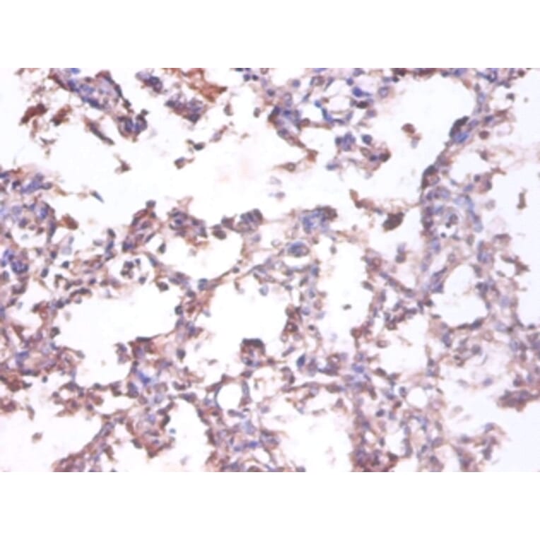 Immunohistochemistry - 42488 from Signalway Antibody - Antibodies.com