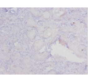 Immunohistochemistry - 42551 from Signalway Antibody - Antibodies.com