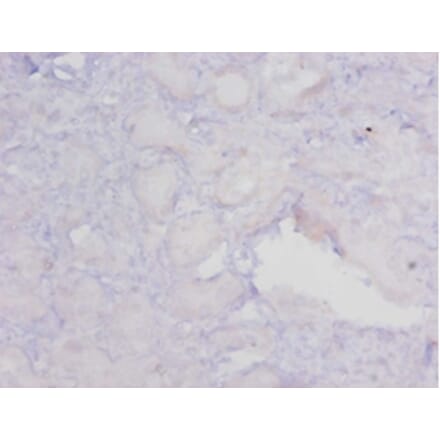 Immunohistochemistry - 42551 from Signalway Antibody - Antibodies.com