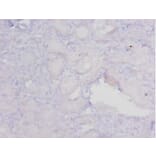 Immunohistochemistry - 42551 from Signalway Antibody - Antibodies.com