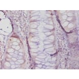 Immunohistochemistry - 42551 from Signalway Antibody - Antibodies.com