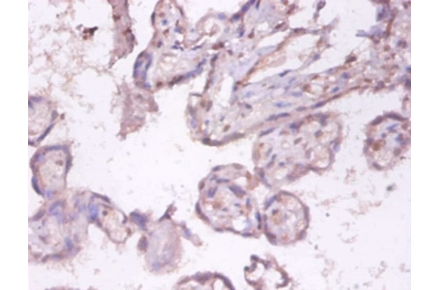 Immunohistochemistry - Tumor necrosis factor ligand superfamily member 9 Polyclonal Antibody from Signalway Antibody (42498)