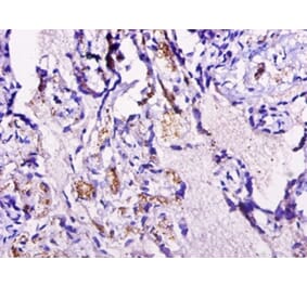 Immunohistochemistry - Cyclin-dependent kinase 2-associated protein 1 Polyclonal Antibody from Signalway Antibody (42113)