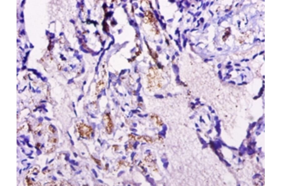 Immunohistochemistry - Cyclin-dependent kinase 2-associated protein 1 Polyclonal Antibody from Signalway Antibody (42113)