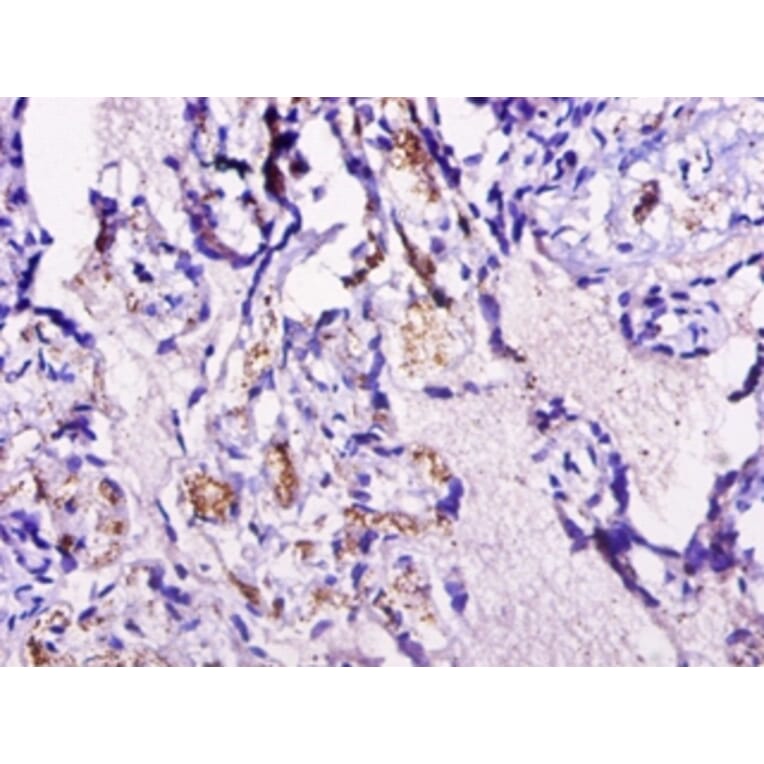 Immunohistochemistry - Cyclin-dependent kinase 2-associated protein 1 Polyclonal Antibody from Signalway Antibody (42113)