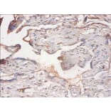 Immunohistochemistry - PHD finger-like domain-containing protein 5A Polyclonal Antibody from Signalway Antibody (42290)