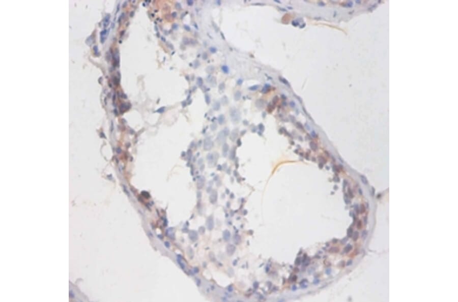 Immunohistochemistry - Sperm mitochondrial-associated cysteine-rich Polyclonal Antibody from Signalway Antibody (42328)