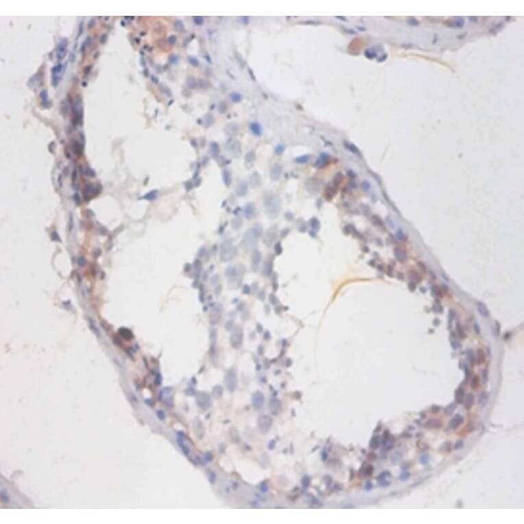 Immunohistochemistry - Sperm mitochondrial-associated cysteine-rich Polyclonal Antibody from Signalway Antibody (42328)