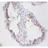 Immunohistochemistry - Sperm mitochondrial-associated cysteine-rich Polyclonal Antibody from Signalway Antibody (42328)