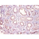 Immunohistochemistry - Dehydrogenase/reductase SDR family member 9 Polyclonal Antibody from Signalway Antibody (42147)