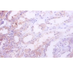Immunohistochemistry - Isocitrate dehydrogenase [NADP] cytoplasmic Polyclonal Antibody from Signalway Antibody (42216)