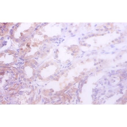 Immunohistochemistry - Isocitrate dehydrogenase [NADP] cytoplasmic Polyclonal Antibody from Signalway Antibody (42216)