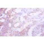 Immunohistochemistry - Isocitrate dehydrogenase [NADP] cytoplasmic Polyclonal Antibody from Signalway Antibody (42216)