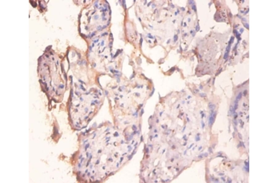 Immunohistochemistry - Protein phosphatase 1 regulatory subunit 11 Polyclonal Antibody from Signalway Antibody (42403)