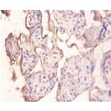 Immunohistochemistry - Protein phosphatase 1 regulatory subunit 11 Polyclonal Antibody from Signalway Antibody (42403)