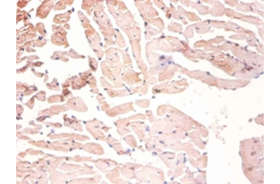 Immunohistochemistry - Heterogeneous nuclear ribonucleoprotein A1 Polyclonal Antibody from Signalway Antibody (42208)