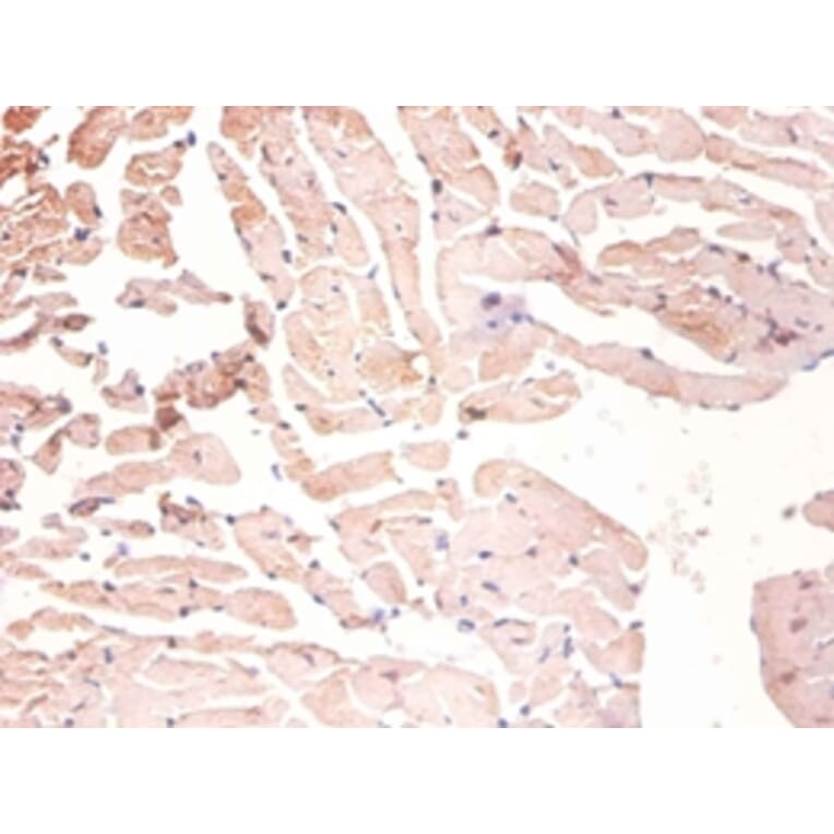 Immunohistochemistry - Heterogeneous nuclear ribonucleoprotein A1 Polyclonal Antibody from Signalway Antibody (42208)