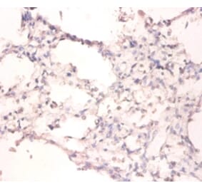 Immunohistochemistry - DNA- (apurinic or apyrimidinic site) lyase Polyclonal Antibody from Signalway Antibody (42068)