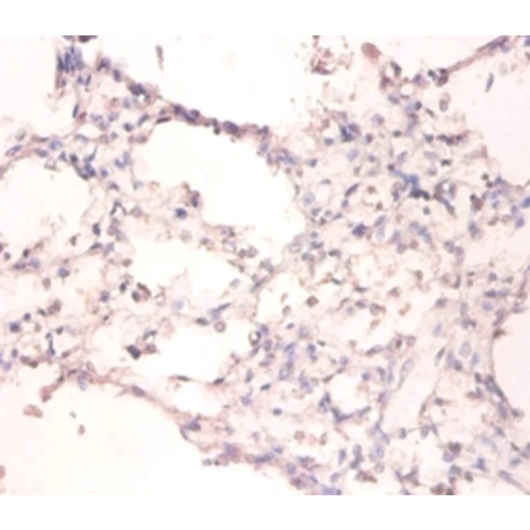 Immunohistochemistry - DNA- (apurinic or apyrimidinic site) lyase Polyclonal Antibody from Signalway Antibody (42068)