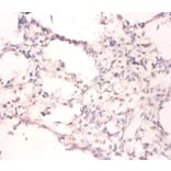 Immunohistochemistry - DNA- (apurinic or apyrimidinic site) lyase Polyclonal Antibody from Signalway Antibody (42068)