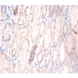 Immunohistochemistry - Cerebellar degeneration-related protein 2 Polyclonal Antibody from Signalway Antibody (42117)