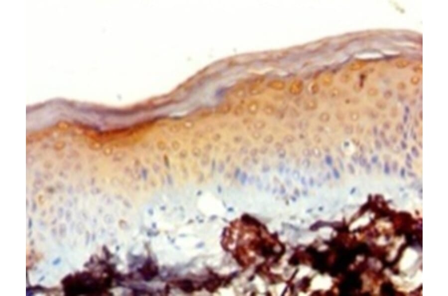 Immunohistochemistry - 39S ribosomal protein L20, mitochondrial Polyclonal Antibody from Signalway Antibody (42677)
