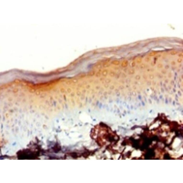 Immunohistochemistry - 39S ribosomal protein L20, mitochondrial Polyclonal Antibody from Signalway Antibody (42677)